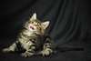 adorables chatons main coon Adorables chatons main - photo 1