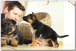Deux Chiot type berger allemand male et femelle