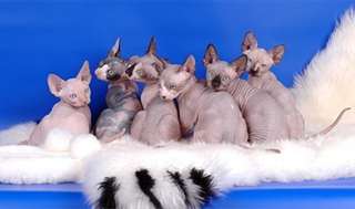 A réserver chatons sphinx