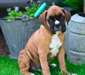 Nous donnons des chiots boxer pure race - photo 1