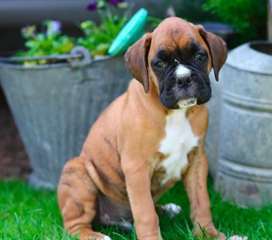 Nous donnons des chiots boxer pure race