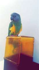 belle youyou de senegal a donner