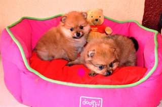 Disponible de suite chiots de type spitz nain