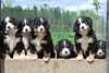 Chiots bouvier bernois à l'adoption - photo 1
