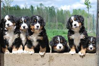 Chiots bouvier bernois à l'adoption