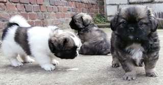 Très beaux chiots Epagneul Tibétain