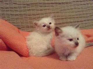 Sacré de Birmanie : Un mâle et une femelle