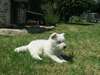 a donner Chiot berger blanc suisse 3 mois - photo 1
