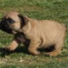 Chiots bulldog anglais femelle