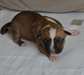 magnifique chiot american staff - photo 2