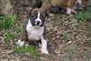 magnifique chiot american staff - photo 3