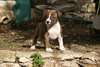 magnifique chiot american staff - photo 4