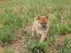 magnifiques chiots shiba inu disponible - photo 2