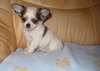 A donner adorable chihuahua - photo 1