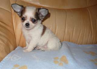 A donner adorable chihuahua