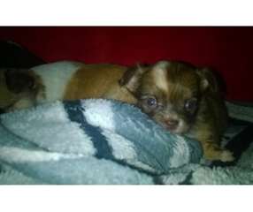 FEMELLE CHIHUAHUA POILS LONG porteuse choco , et b