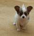 Superbe femelle chihuahua LOF a donner - photo 4