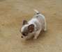 Superbe femelle chihuahua LOF a donner - photo 5