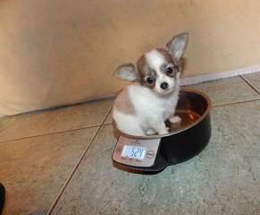 Superbe femelle chihuahua LOF a donner