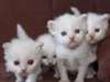 Chatons sacré de birmanie non loof à réserver - photo 1
