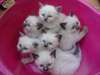 Chatons sacré de birmanie non loof à réserver - photo 2