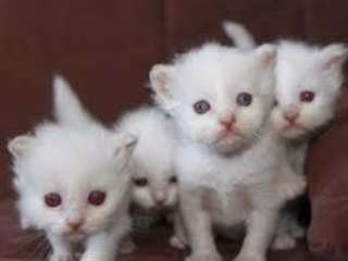 Chatons sacré de birmanie non loof à réserver