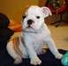 Bouledogue Anglais a la recherche d'un foyer - photo 2