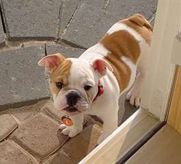 Bouledogue Anglais a la recherche d'un foyer