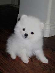Belle  Micro  Pom Disponible!(7023813490)