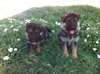 Adorables chiots berger allemand inscrit au LOF - photo 1