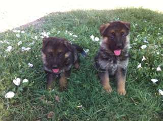 Adorables chiots berger allemand inscrit au LOF