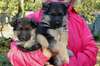 A DONNER Chiots type berger allemand male femelle - photo 2