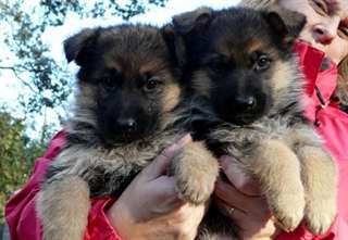 A DONNER Chiots type berger allemand male femelle