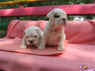 Adorable santé Socialiser chiots bulldog Avaliable