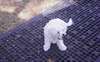 choits coton de tulear disponibles - photo 1