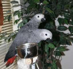 Adorables perroqeuts gris du Gabon en adoption