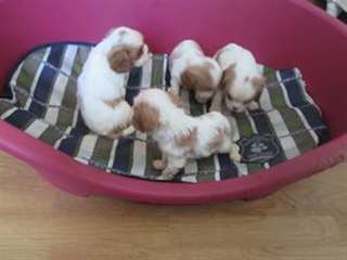 Adorables chiots type cavalier king charles