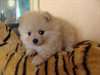 superbes Chiots Spitz nain - photo 1