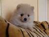 superbes Chiots Spitz nain - photo 2