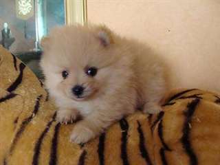 superbes Chiots Spitz nain