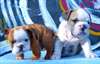 Bulldog Anglais - Bouledogue Anglais - photo 2