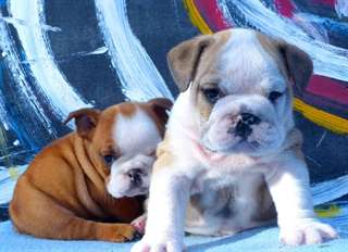 Bulldog Anglais - Bouledogue Anglais