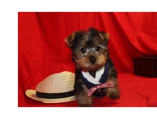 Très jolie bébés Yorkshire Toy