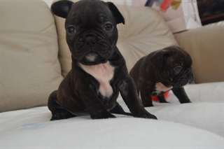 Deux belles race Opportunity bouledogue français *