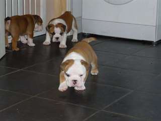 Seulement trois Tri Kc British Bulldogs Gauche (p