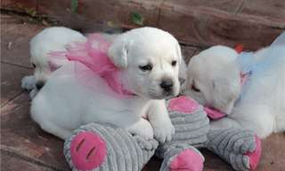 Chiots type LABRADOR