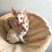 Chatons Rex Cornish - photo 1