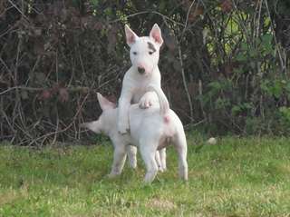 magnifiques chiots bull terrier