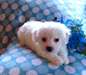 chiot bichon frise - photo 1