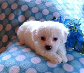 chiot bichon frise